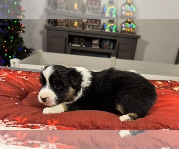Medium Photo #85 Australian Shepherd Puppy For Sale in SALISBURY, NC, USA