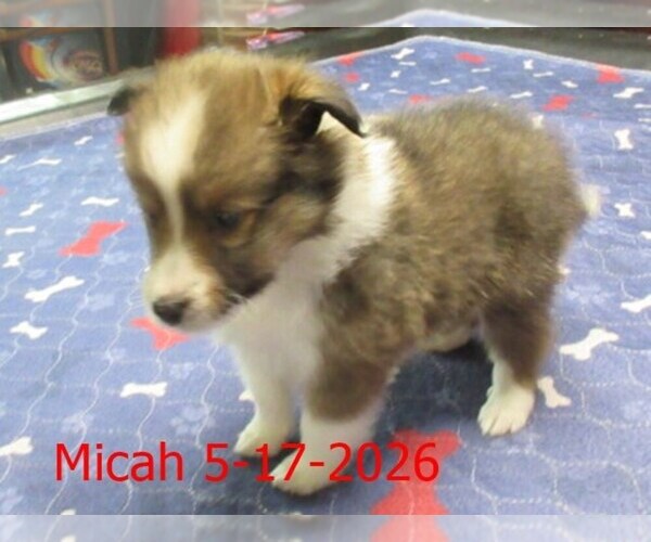 Medium Photo #3 Shetland Sheepdog Puppy For Sale in SOLON, ME, USA