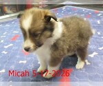 Small #2 Shetland Sheepdog