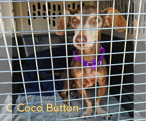 Medium Photo #5 Dachshund Puppy For Sale in San Antonio, TX, USA