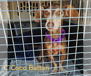 Coco Button - Male Dachshund Dog for Adoption - Photo #5