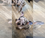 Puppy Baby stitch jr French Bulldog