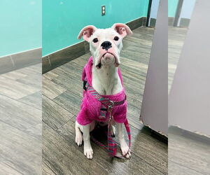 Boxer Dogs for adoption in Austin, TX, USA