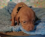 Small Photo #8 Vizsla Puppy For Sale in SYLVA, NC, USA