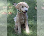 Buddy - Male Goldendoodle Puppy for Sale - Photo #2