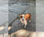 Small Australian Shepherd Mix