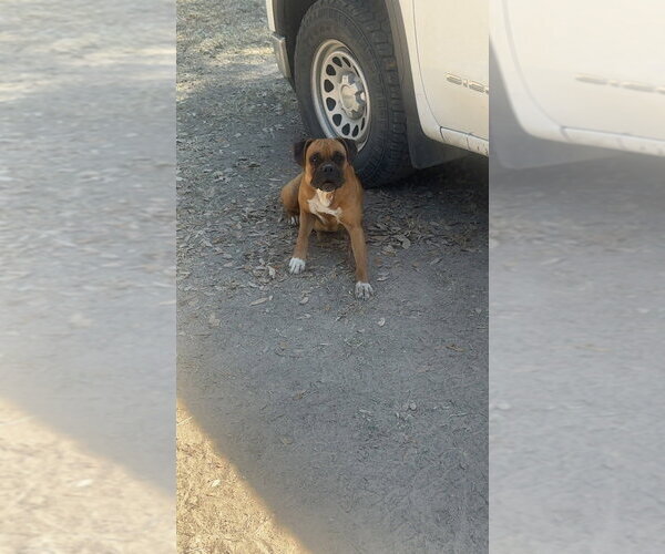 Medium Photo #4 Boxer Puppy For Sale in Austin, TX, USA