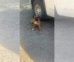 Small #3 Boxer
