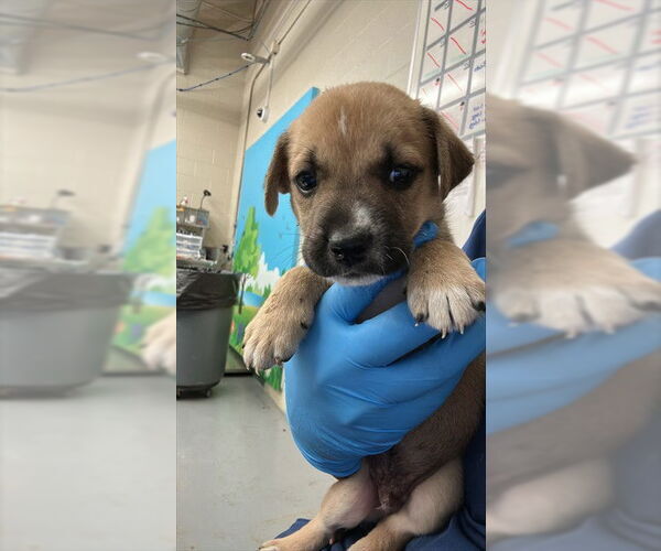Medium Photo #1 American Pit Bull Terrier-Unknown Mix Puppy For Sale in Waco, TX, USA