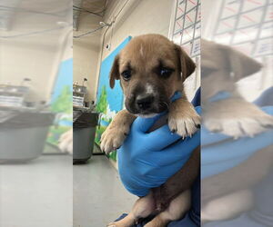 American Pit Bull Terrier-Unknown Mix Dogs for adoption in Waco, TX, USA