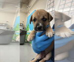 Small American Pit Bull Terrier Mix