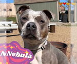 Small #1 American Pit Bull Terrier