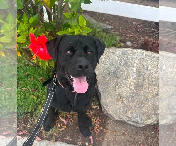 Medium Photo #6 Labrador Retriever-Unknown Mix Puppy For Sale in San Diego, CA, USA