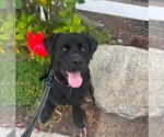 Small #5 Labrador Retriever Mix