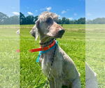 Small #1 Labradoodle