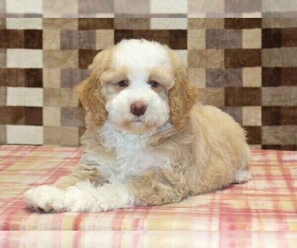 Medium Photo #2 Bernedoodle (Miniature) Puppy For Sale in DENVER, PA, USA