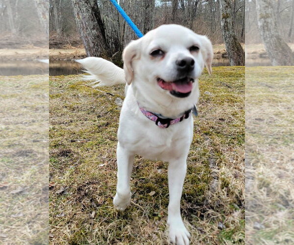 Medium Photo #10 Pug-Unknown Mix Puppy For Sale in Boonton, NJ, USA