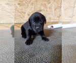 Small Photo #8 Labrador Retriever Puppy For Sale in DUNN, NC, USA
