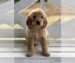 Small Photo #4 Goldendoodle (Miniature) Puppy For Sale in SOUTH BOSTON, VA, USA