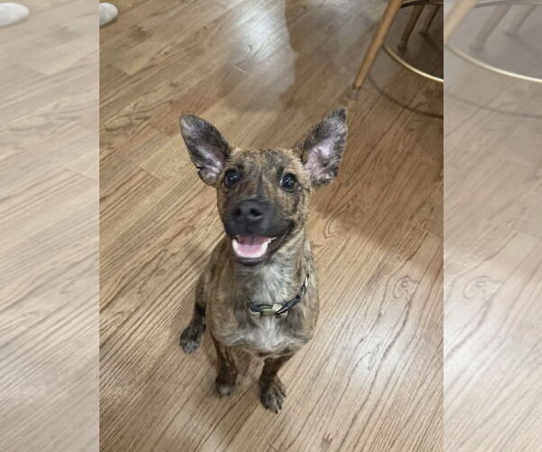 Medium Photo #1 Chihuahua-Feist Terrier Mix Puppy For Sale in Westwood, NJ, USA