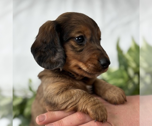 Medium Photo #7 Dachshund Puppy For Sale in ROCK STREAM, NY, USA