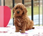 Small Photo #1 Goldendoodle (Miniature) Puppy For Sale in NEWMANSTOWN, PA, USA