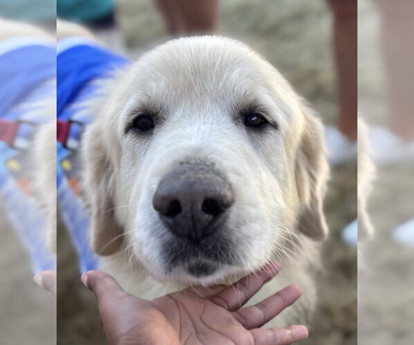 Medium Photo #1 Great Pyrenees Puppy For Sale in Dallas, TX, USA