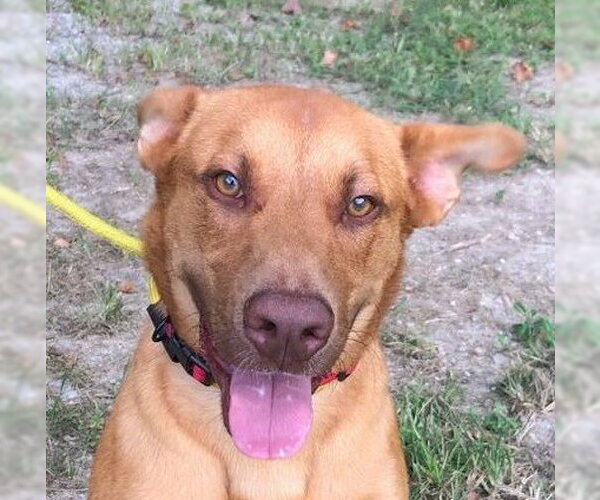 Medium Photo #1 Unknown-Vizsla Mix Puppy For Sale in Yardley, PA, USA