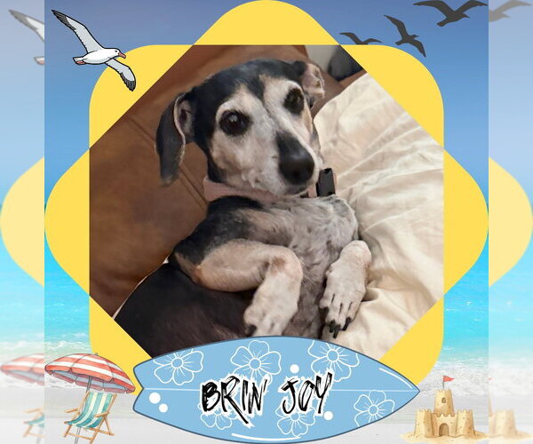 Medium Photo #10 Dachshund Puppy For Sale in San Antonio, TX, USA