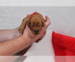 Small Photo #9 Goldendoodle Puppy For Sale in ABILENE, TX, USA
