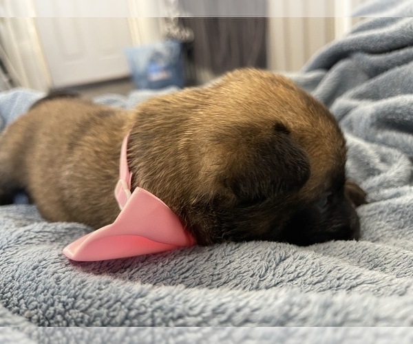 Medium Photo #172 Belgian Malinois Puppy For Sale in REESEVILLE, WI, USA