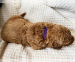 Small Photo #14 Goldendoodle Puppy For Sale in WOODLAND, AL, USA