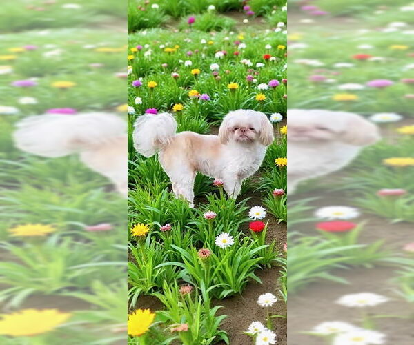 Medium Photo #8 Shih Tzu Puppy For Sale in Weston, FL, USA