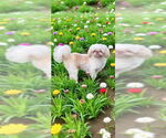 Small #7 Shih Tzu