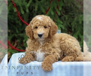 Goldendoodle (Miniature) Puppy for sale in EAST EARL, PA, USA