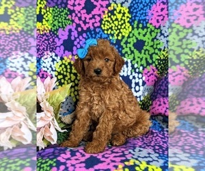 Goldendoodle (Miniature) Puppy for sale in NOTTINGHAM, PA, USA