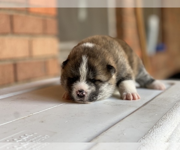 Full screen Photo #6 Akita Puppy For Sale in ARLINGTON, TX, USA