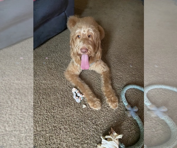 Medium Photo #1 Labradoodle Puppy For Sale in MIDDLETOWN, DE, USA