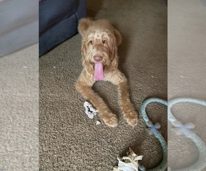 Mother of the Labradoodle puppies born on 05/24/2025