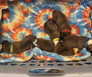 Boxer Puppy for Sale in CHESTERFIELD, Virginia USA