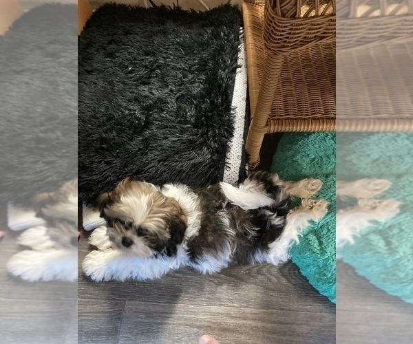 Medium Photo #1 Shorkie Tzu Puppy For Sale in LEBANON, OR, USA