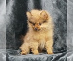 Small Photo #4 Pomeranian Puppy For Sale in WARSAW, IN, USA