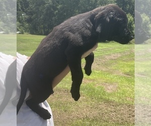 Labrador Retriever Puppy for sale in OSYKA, MS, USA