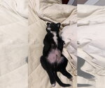 Small #4 Australian Shepherd