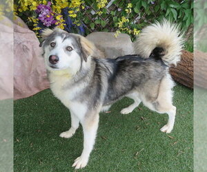 Siberian Husky-Unknown Mix Dogs for adoption in Oklahoma City, OK, USA