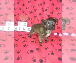 Yorkshire Terrier Puppy for sale in LAPEER, MI, USA