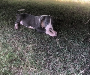 Great Dane Puppy for sale in LONG BEACH, CA, USA