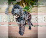 Small #2 Labradoodle