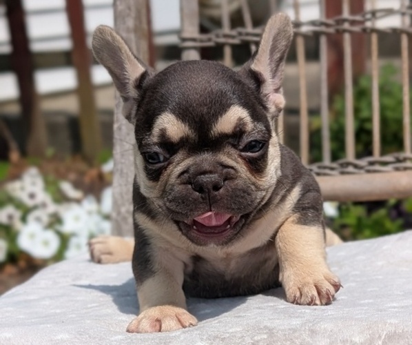 Medium Photo #41 French Bulldog Puppy For Sale in GOSHEN, IN, USA