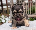 Small Photo #41 French Bulldog Puppy For Sale in GOSHEN, IN, USA